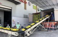 Import and export economic sector in the country continues to be the bright spot